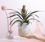 Ananas Rosita Gift "To Adore" WITH GREETING CARD! - Ø12cm - ↕35cm