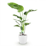 Strelitzia Nicolai - Paradijsvogelbloem - Weinig onderhoud - Groen - 1 Plant - met Potter Wit - Pot 21cm - Hoogte 110-120cm