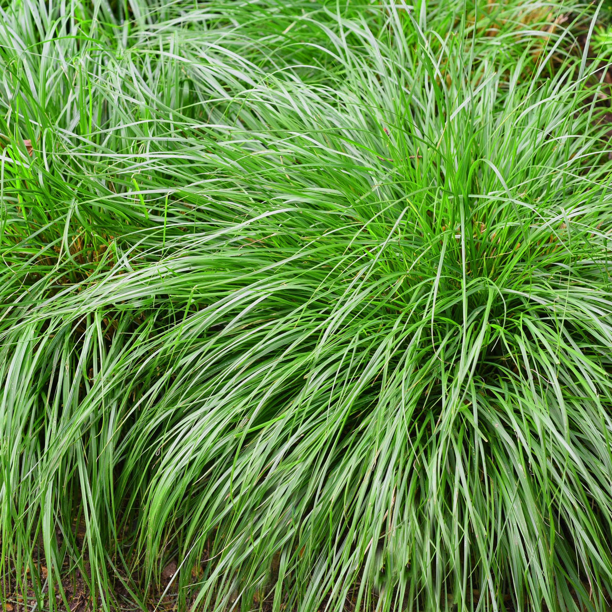 Siergrassen - Carex oshimensis Intense Green - Groen - 4 Planten - Bladhoudend - Weinig Onderhoud - Pot 17cm Hoogte 50cm