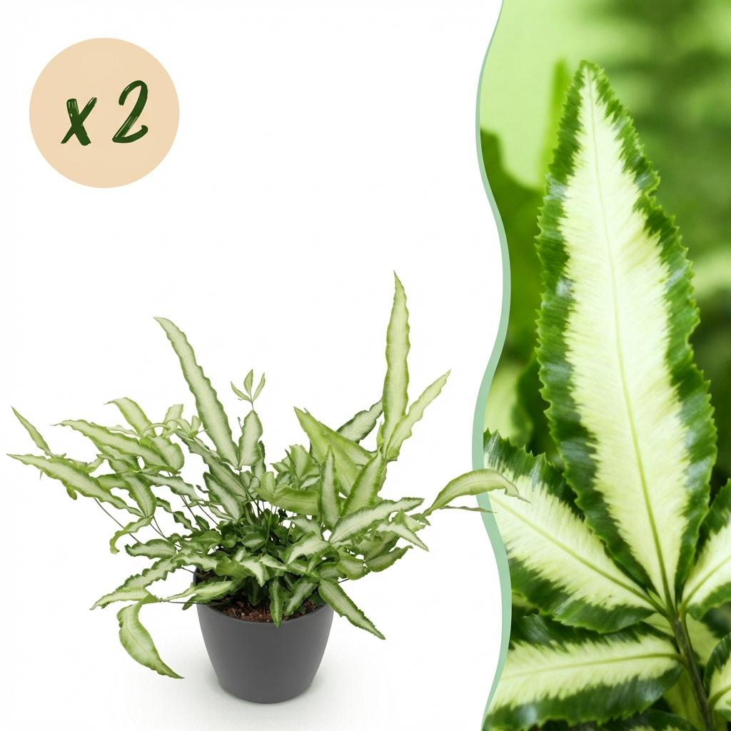 Pteris cretica Albolineata - Lintvaren - Huisdiervriendelijke Plant - Groen - 2 Planten - met Potter Grijs - Pot 12cm - Hoogte 20cm
