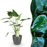 Alocasia Cucullata - Boeddha,s hand - Weinig onderhoud - Groen - 1 Plant - met Potter Grijs - Pot 21cm - Hoogte 65-70cm