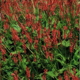 24x Persicaria amplexicaulis - ↕10-25cm - Ø9cm
