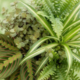 Chlorophytum - Maranta - Calissia - Nephrolepsis - Mix van 4 - Huisdiervriendelijke Planten - Groen - 4 Planten - met Potter Grijs - Pot 12cm - Hoogte 25cm