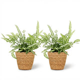 Pteris cretica Albolineata - Lintvaren - Huisdiervriendelijke Plant - Groen - 2 Planten - met Mand - Pot 12cm - Hoogte 20cm