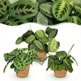 Marantha Silverband, Marantha Lemon Lime Marantha Kerchoveana - Gebedsplant - Huisdiervriendelijke Plant - Groen - 3 Planten - met Mand - Pot 12cm - Hoogte 25cm