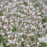24x Gaura lindheimeri - ↕10-25cm - Ø9cm