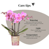 Kolibri Orchids | Gift Set Allure Paars - Roze-Paarse Phalaenopsis Orchidee Mineral Frederikstad & Succulent
