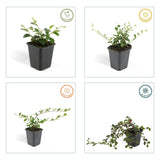 24x Cotoneaster dammeri - ↕10-25cm - Ø9cm