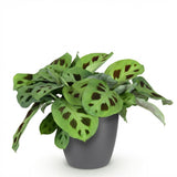 Maranta Fascinator Kerchoveana - Zebraplant - Huisdiervriendelijke Plant - Groen - 1 Plant - met Potter Grijs - Pot 12cm - Hoogte 25cm