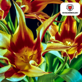 Bulbes de tulipes Fire Wings – 20 pièces | KH Bloembollen® | Tulipe rouge-jaune flammée – Vif & Remarquable – Pour jardin ou pot – Taille 11/12 – Frais du producteur