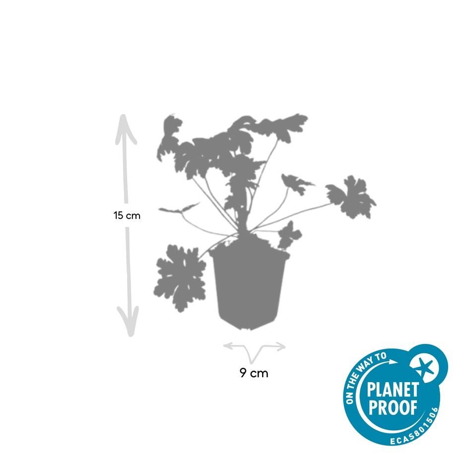 60x Geranium macr. 'Ingwersen's Var.' - ↕10-25cm - Ø9cm
