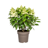 Hydrangea Paniculata Blanche Ø24cm - ↕70cm - Ø80cm
