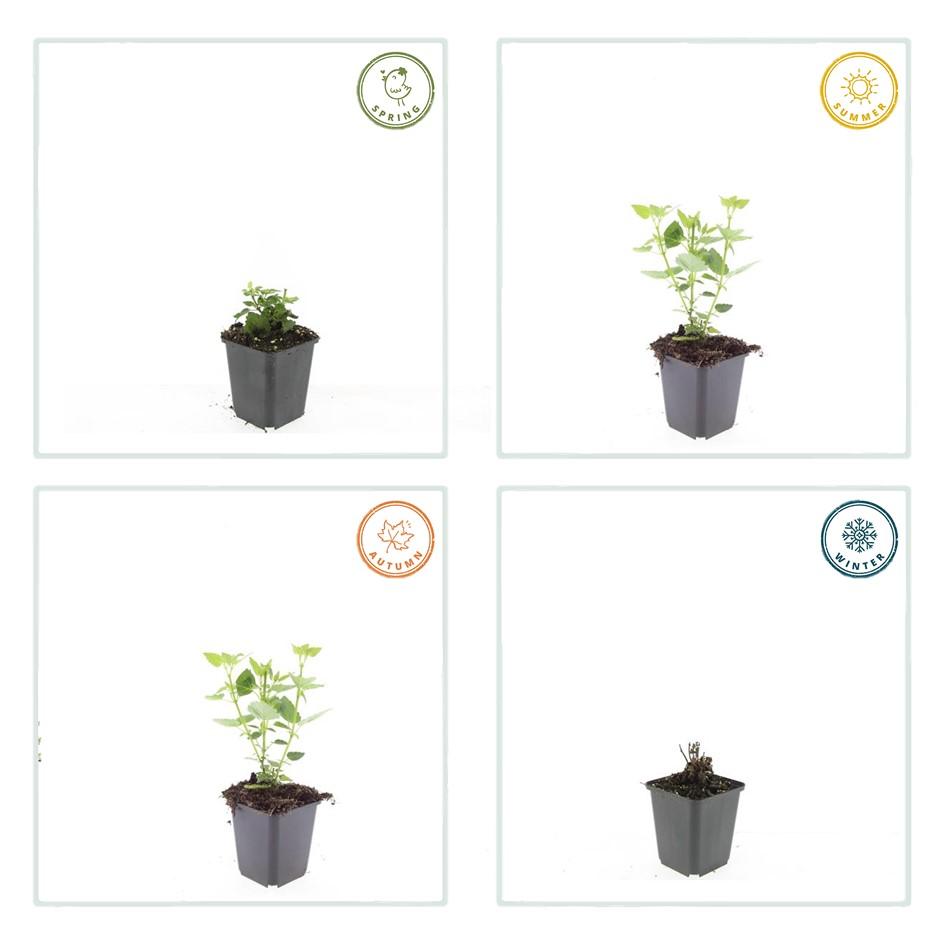 24x Agastache 'Blue Fortune' - ↕10-25cm - Ø9cm