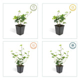 24x Hedera Hibernica - ↕10-25cm - Ø9cm