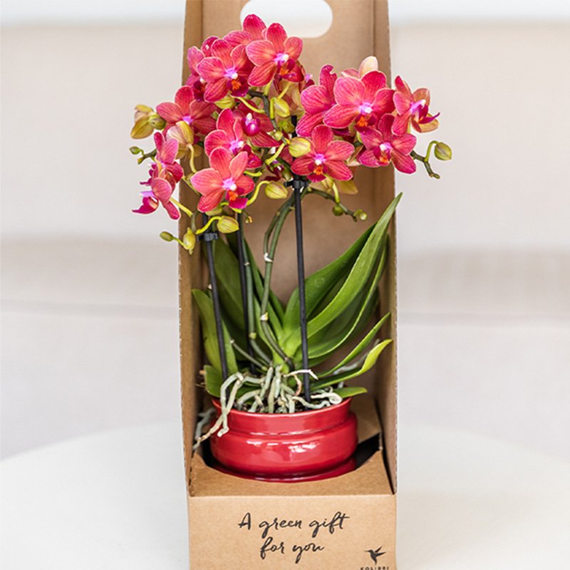 Kolibri Orchids | Rode Phalaenopsis Orchidee - Blossom Congo in Noma Sierpot Rood met Giftbox - Ø9 cm
