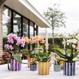 Kolibri Orchids | oranje Phalaenopsis orchidee potmaat Ø9cm | Jamaica | bloeiende kamerplant - vers van de kweker