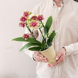 Kolibri Orchids | Oranje gele phalaenopsis orchidee potmaat Ø9cm | bloeiende kamerplant - vers van de kweker