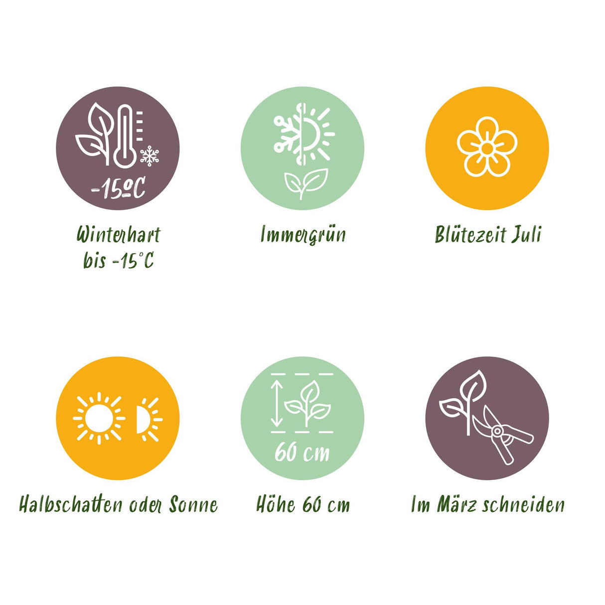 Green boutiQ - Siergrassen - Carex comans Frosted Curls - Groen - 2 Planten - Bladhoudend - Weinig Onderhoud - Pot 17cm Hoogte 50cm