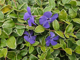 24x Vinca minor 'Ralph Shugert' - ↕10-25cm - Ø9cm