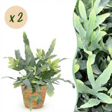 Phlebodium aureum Blue Star - Blauwe Varen - Huisdiervriendelijke Plant - Blauw - 2 Planten - met Mand - Pot 12cm - Hoogte 25cm