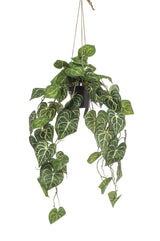 Kunstpflanze - Anthurium Clarinervium - Aderpflanze - 80 cm