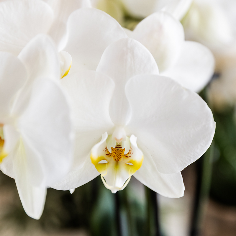 Kolibri Orchids | Plantenset Cotton bruin | Groene planten met witte Phalaenopsis orchidee Ghent in keramieken sierpotten