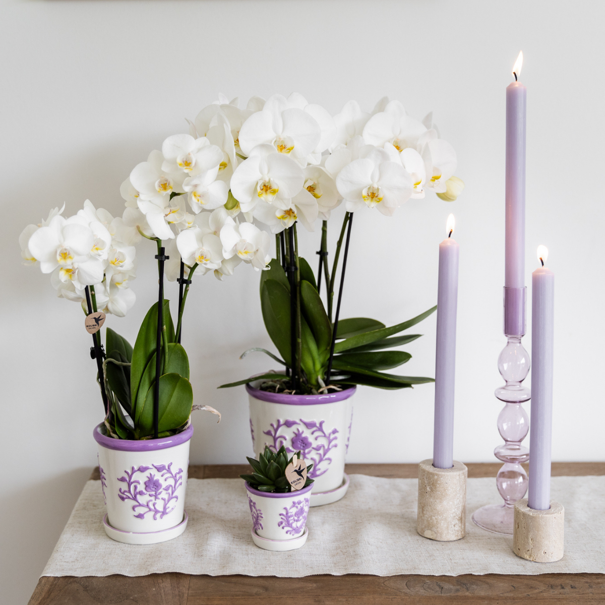 Kolibri Orchids | witte Phalaenopsis orchidee potmaat Ø9cm | Amabilis | bloeiende kamerplant - vers van de kweker