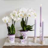 Kolibri Orchids | witte Phalaenopsis orchidee potmaat Ø9cm | Amabilis | bloeiende kamerplant - vers van de kweker