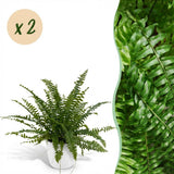 Nephrolepsis exaltata Green Lady - Varen - Huisdiervriendelijke Plant - Groen - 2 Planten - met Potter Wit - Pot 12cm - Hoogte 25cm