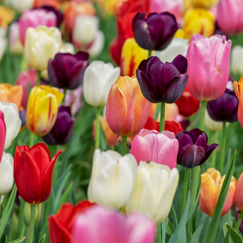 Lot de 15 sachets de bulbes de tulipes mélangés