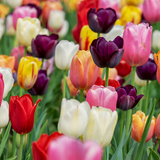 Lot de 15 sachets de bulbes de tulipes mélangés