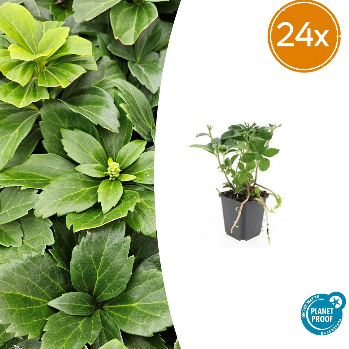 24x Pachysandra terminalis - ↕10-25cm - Ø9cm