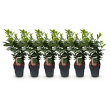 Green boutiQ - Haagplanten - Prunus laurocerasus Etna - blad groen - 6 planten - 1 strekkende meter - groenblijvend - pot 17cm hoogte 50cm