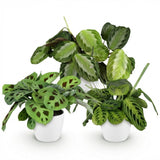 Marantha Silverband, Marantha Lemon Lime Marantha Kerchoveana - Gebedsplant - Huisdiervriendelijke Plant - Groen - 3 Planten - met Potter Wit - Pot 12cm - Hoogte 25cm