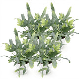 Phlebodium aureum Blue Star - Blauwe Varen - Huisdiervriendelijke Plant - Blauw - 4 Planten - met Potter Wit - Pot 12cm - Hoogte 25cm