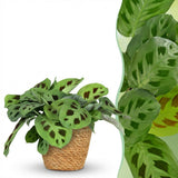 Maranta Fascinator Kerchoveana - Zebraplant - Huisdiervriendelijke Plant - Groen - 1 Plant - met Mand - Pot 12cm - Hoogte 25cm