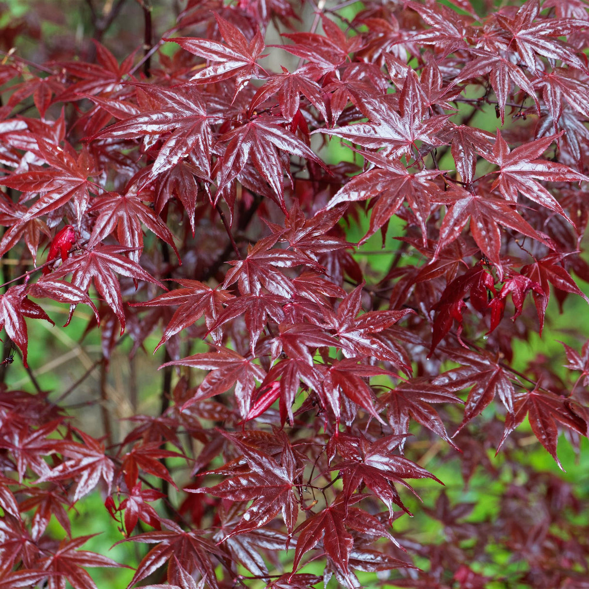 Green boutiQ - Terrasplant - Japanse Esdoorn - Acer palmatum Bloodgood - Rood - 2 Planten - Bladverliezend - Pot 19cm Hoogte 70cm