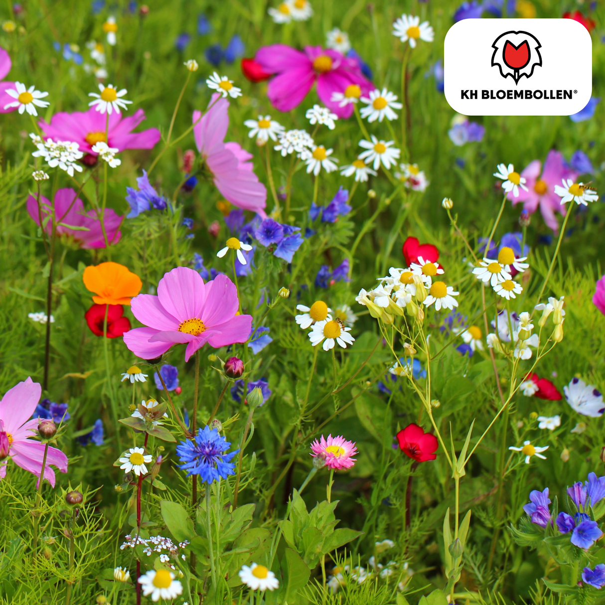 Wildblumensamen-Mischung – 100 Gramm | Gut für Bienen, Schmetterlinge & Biodiversität | ± 30–50 m²
