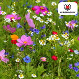 Wildblumensamen-Mischung – 100 Gramm | Gut für Bienen, Schmetterlinge & Biodiversität | ± 30–50 m²