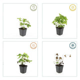 12x Geranium nodosum - ↕10-25cm - Ø9cm