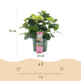 Hortensia - Hydrangea Magical Jewel Pink - Roze - 6-10 Bloemen - Pot 23cm Hoogte 55cm