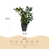 Green boutiQ - Haagplanten - Prunus laurocerasus Etna - blad groen - 6 planten - 1 strekkende meter - groenblijvend - pot 17cm hoogte 50cm