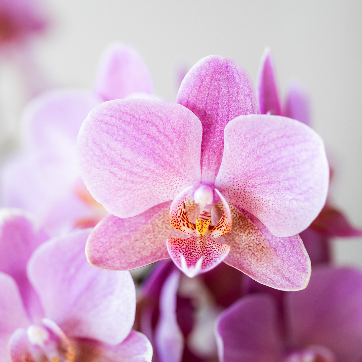 Kolibri Orchids - Surprise box mix - planten voordeel box - verrassingsbox met 2 verschillende orchideeën Ø9cm - vers van de kweker
