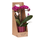Kolibri Orchids | Paarse Phalaenopsis Orchidee - Mineral Morelia in Retro Sierpot Paars met Giftbox - Ø9 cm
