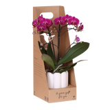 Kolibri Orchids | Paarse Phalaenopsis Orchidee - Mineral Morelia in Retro Sierpot Wit met Giftbox - Ø9 cm