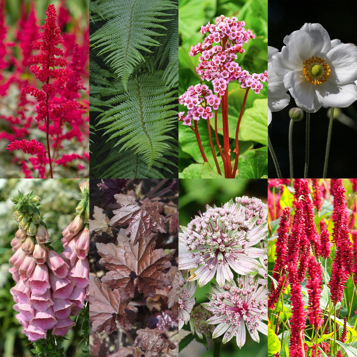 Borderpakket - Schaduw - 8 Vaste planten - 1 m2 - Diversen kleuren - Weinig Onderhoud - Pot 11cm