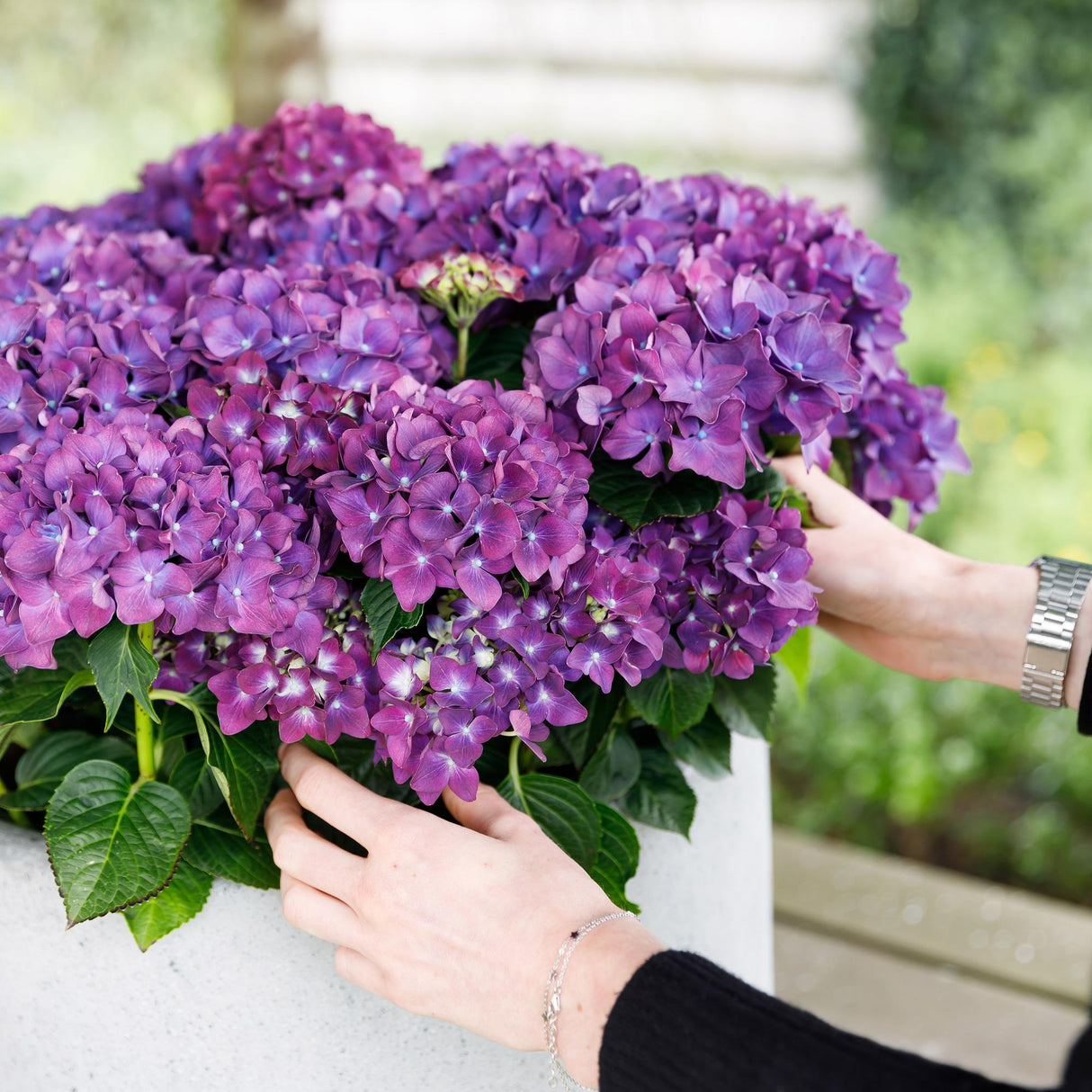 Hortensia - Hydrangea Forever & Ever - Paars - 7-12 Bloemen - 2 Planten - Pot 23cm Hoogte 55cm