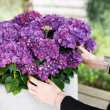 Hortensia - Hydrangea Forever & Ever - Paars - 7-12 Bloemen - 2 Planten - Pot 23cm Hoogte 55cm