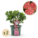 Hortensia - Hydrangea Magical Green Fire - Roze Groen - 6-10 Bloemen - 2 Planten - Pot 23cm Hoogte 55cm
