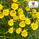 Narcis Golden Bells 25 stuks